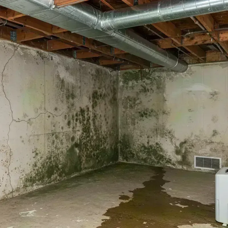 Professional Mold Removal in Lake Nacimiento, CA